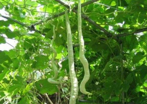 吃蛇瓜头疼,探寻食材与健康的微妙平衡