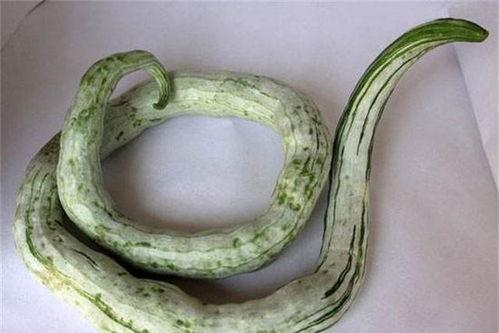 吃蛇瓜头疼,探寻食材与健康的微妙平衡