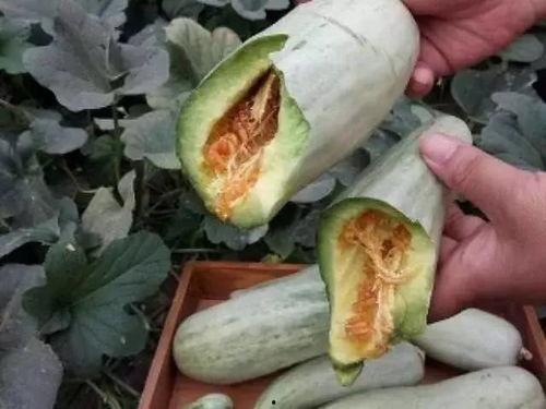 社会上的瓜怎么吃,教你如何品鉴与分享