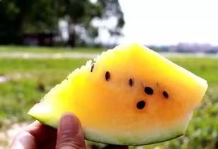 吃沙瓜的危害,过量食用可能引发的健康风险