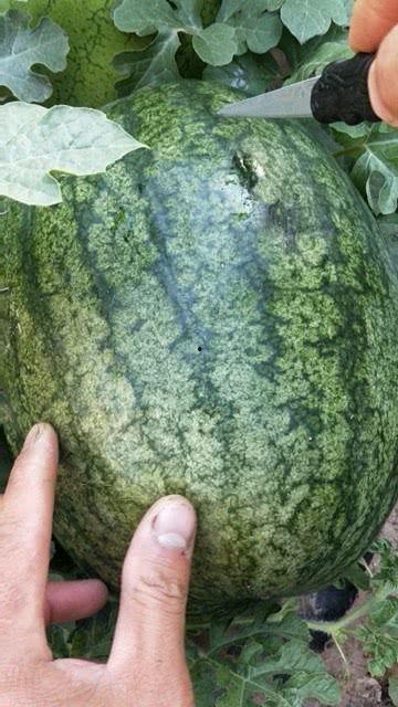 吃沙瓜的危害,过量食用可能引发的健康风险