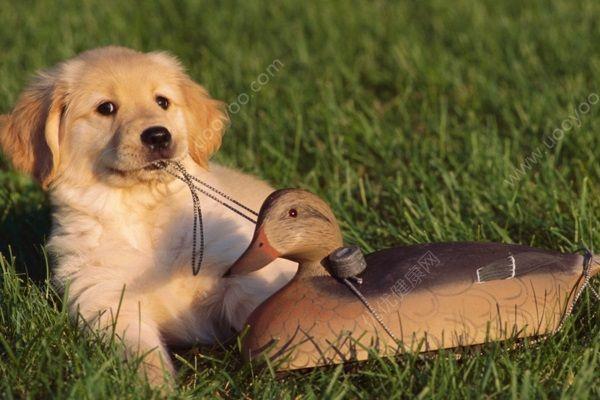 狗吃蓝瓜好吗怎么吃的,探究狗狗食用蓝瓜的适宜性与方法