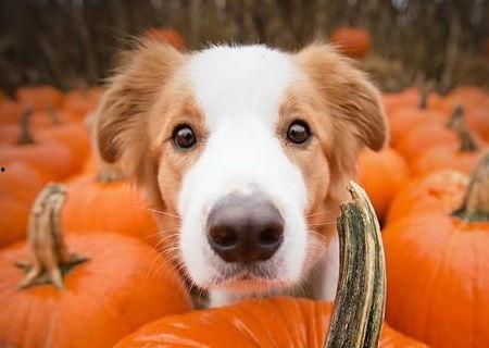 狗吃蓝瓜好吗怎么吃的,探究狗狗食用蓝瓜的适宜性与方法