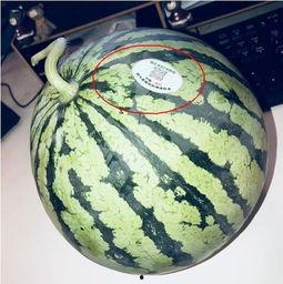 台州网红吃瓜,揭秘网络红人的幕后故事