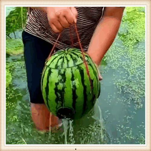 钓鱼吃瓜,品味鱼香，畅享瓜趣