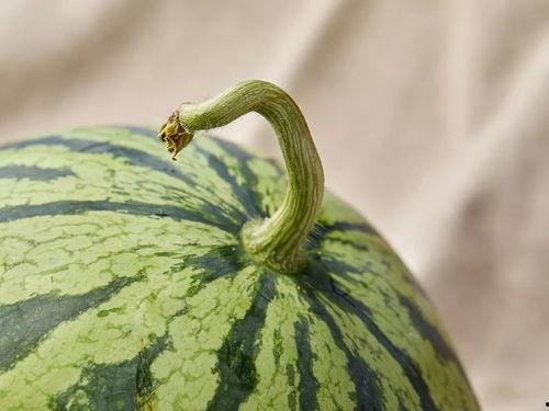 吃瓜杂人,揭秘娱乐圈背后的故事与真相