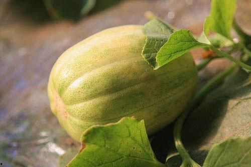 香瓜蜜瓜怎么吃,解锁夏日清新口感