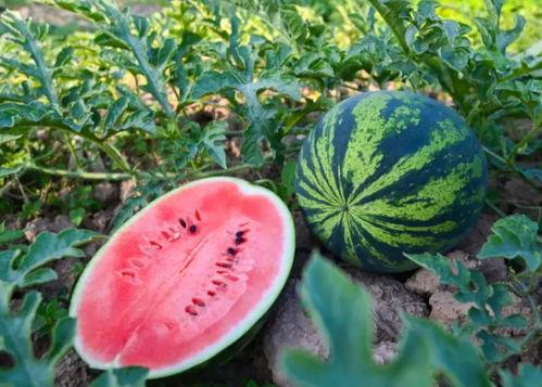 夏天吃瓜社区,瓜香四溢——夏天吃瓜社区欢乐盛夏记