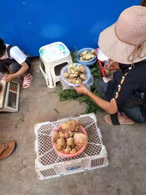 小人吃瓜摆件,揭秘小人吃瓜摆件的趣味与寓意