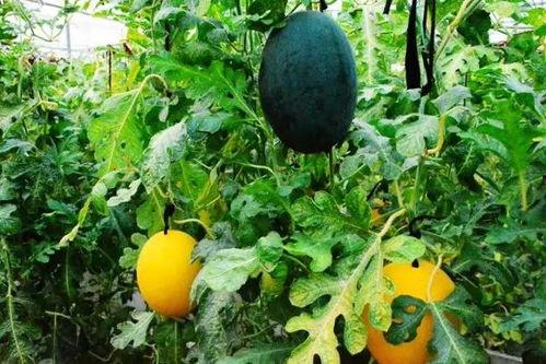 吃瓜的后果视频,揭秘网络视频背后的真相与反思