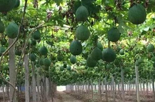 吃瓜少女小叶,揭秘娱乐圈幕后故事