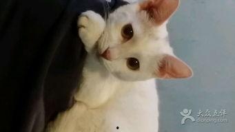 cat吃瓜求婚,猫主子“吃瓜”求婚，萌化万千网友心