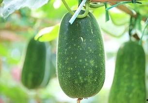 热瓜怎么吃,解锁夏日消暑美食新境界