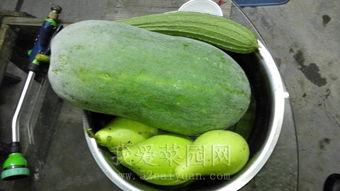 热瓜怎么吃,解锁夏日消暑美食新境界