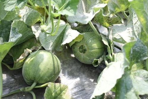 蜜瓜什么时节吃,探寻蜜瓜的最佳食用时节