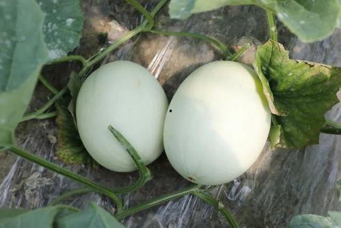 蜜瓜什么时节吃,探寻蜜瓜的最佳食用时节