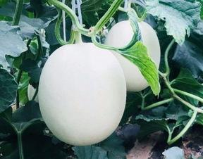 同事吃的瓜,一场办公室的“瓜”事