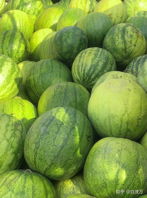 吃籽瓜产量如何,产量与种植技巧解析