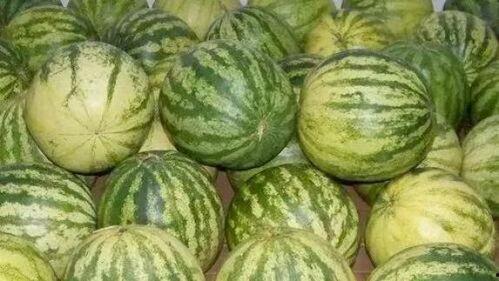 吃籽瓜产量如何,产量与种植技巧解析
