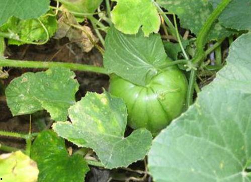 熟吃瓜的种类,探寻各式熟吃瓜的独特风味