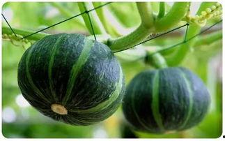 楠瓜吃吗,美味可口的天然美食探索