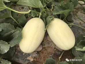 瓜兄今日吃瓜,揭秘娱乐圈最新热点事件