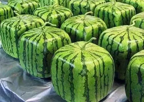 吃瓜唠的由来,揭秘网络热词背后的文化现象