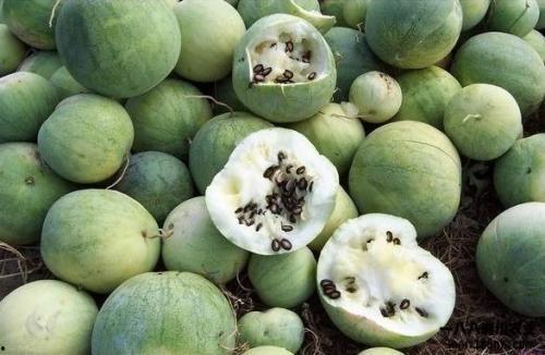 吃瓜唠的由来,揭秘网络热词背后的文化现象