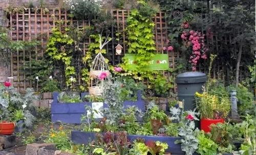 纯洁小镇吃瓜密码,揭秘吃瓜密码背后的神秘故事