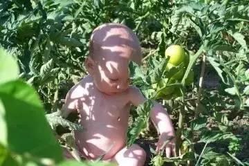 纯洁小镇吃瓜密码,揭秘吃瓜密码背后的神秘故事