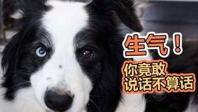 狗吃瓜过敏,揭秘瓜类食物对宠物的潜在危害