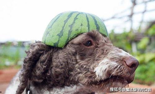狗吃瓜过敏,揭秘瓜类食物对宠物的潜在危害