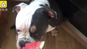 狗吃瓜过敏,揭秘瓜类食物对宠物的潜在危害