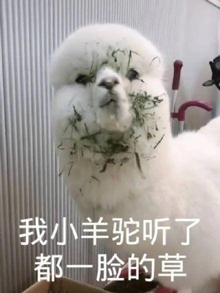 吃瓜收费乱象,网络时代下的“免费午餐”陷阱